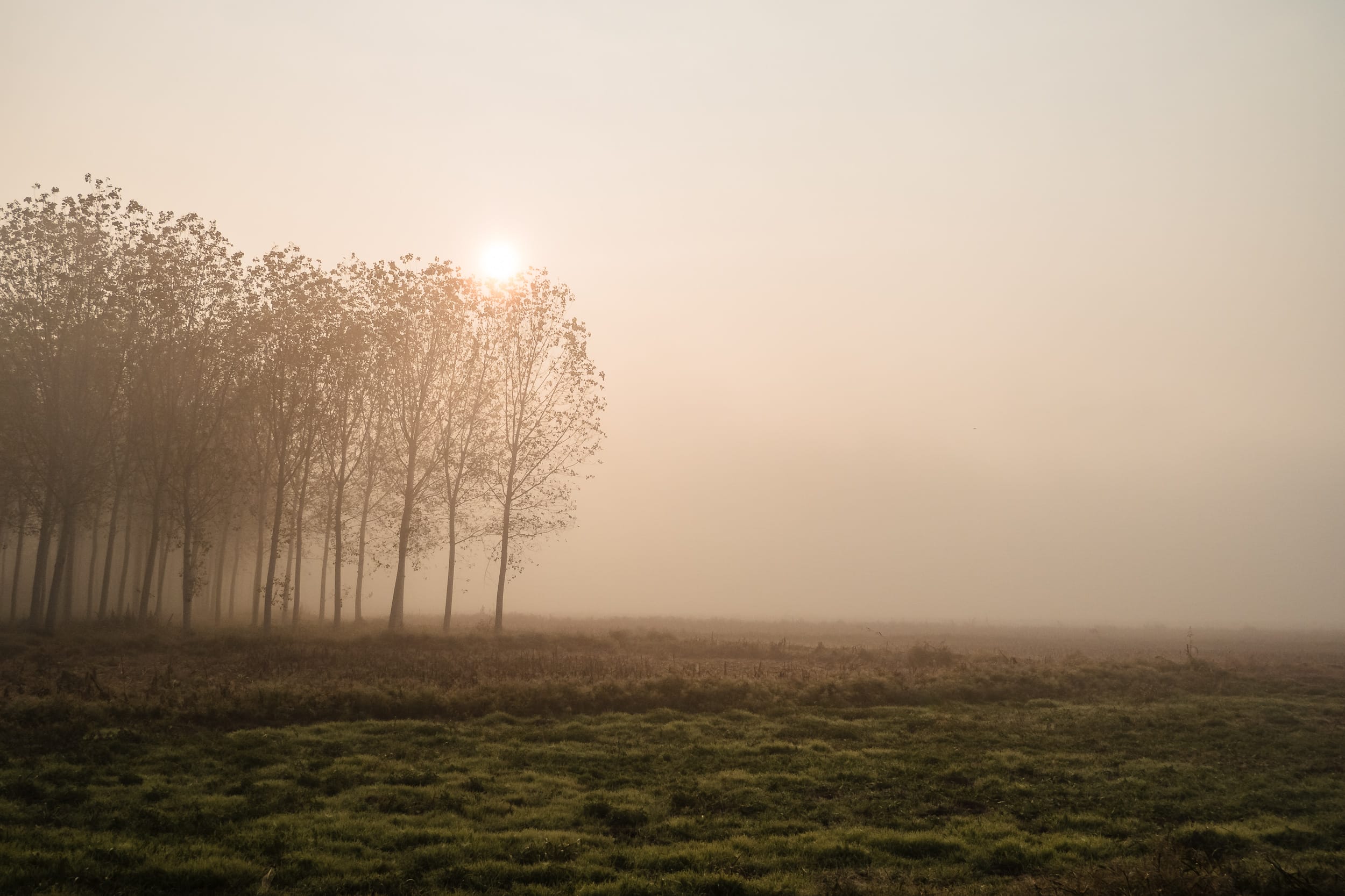 Sonnenaufgang im Nebel mit Bäumen und Wiese